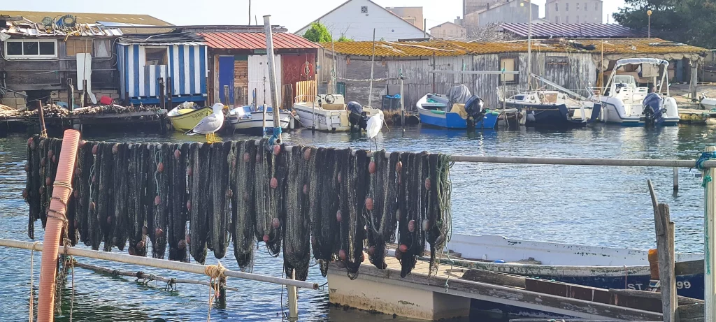 Vadrouille, randonnée au fil de l'étang, visite guidée à Sète