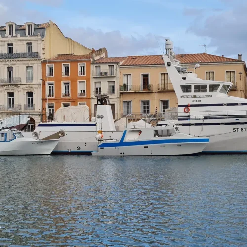 Dégustation du thon rouge à Sète